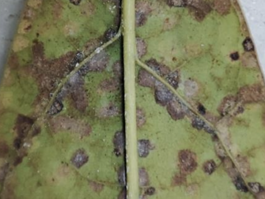 The new mite in avocado trees